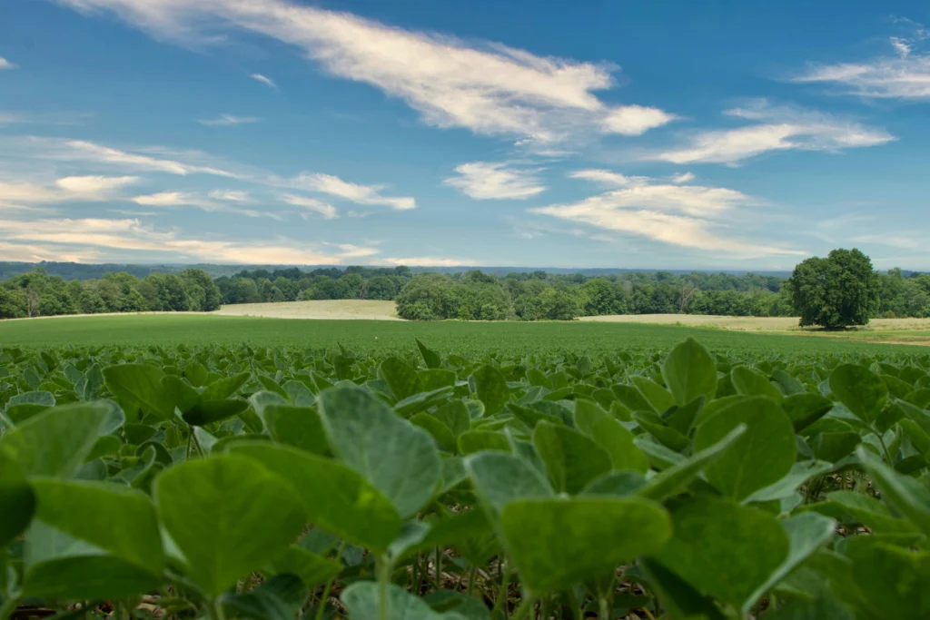 Soybean field.
