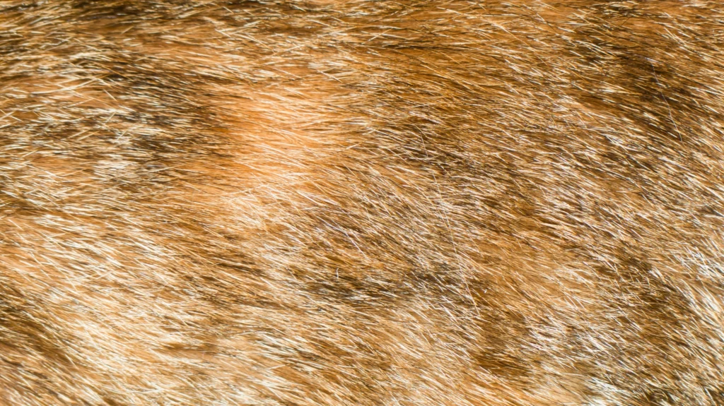 rabbit fur