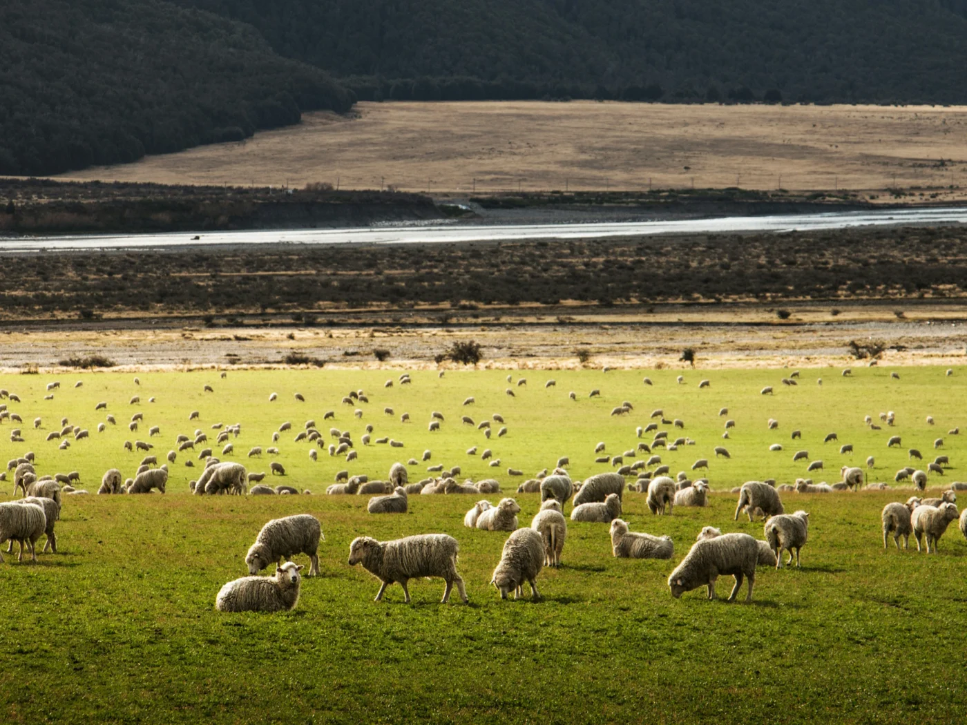 sheep farm