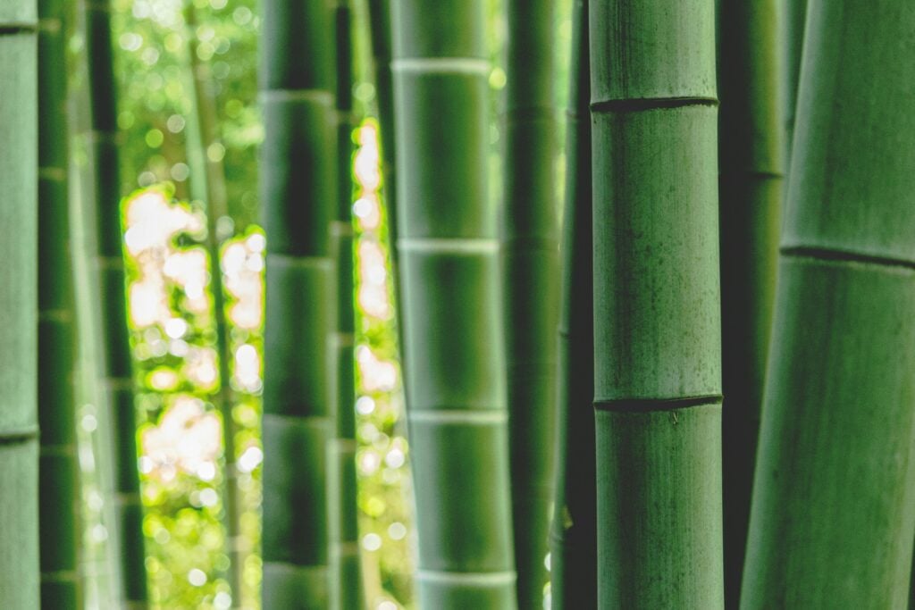 Bamboo plant