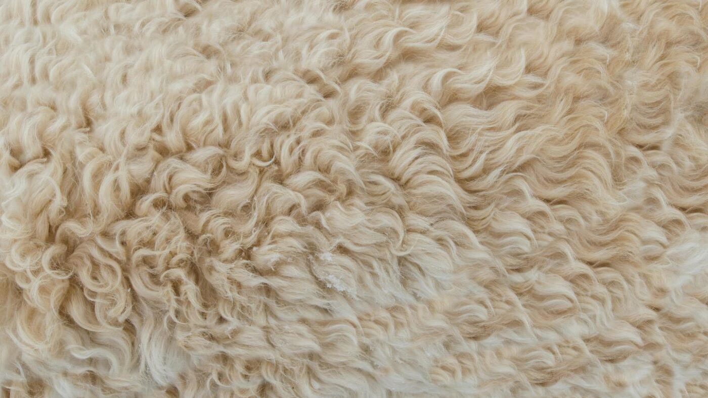 wool fabric